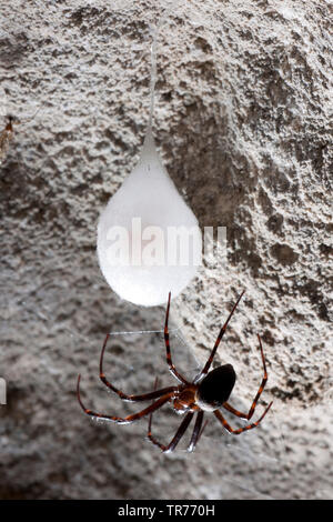 European cave spider, Orbweaving cave spider, Cave orbweaver, Cave spider (Meta menardi), with cocoon, France Stock Photo