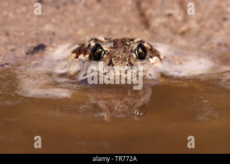 common spadefoot, garlic toad (Pelobates fuscus), sitting at the edge of the water, Netherlands Stock Photo