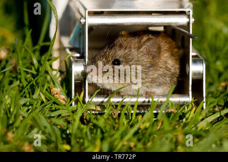 common vole (Microtus arvalis), in a trap, Netherlands Stock Photo