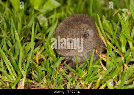 common vole (Microtus arvalis), in a meadow, Netherlands Stock Photo