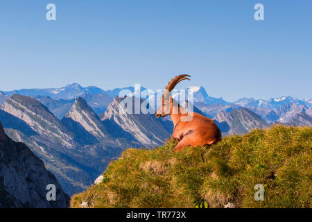 Alpine ibex (Capra ibex, Capra ibex ibex), sunbathing on grass-covered peak in front of mountain scenery, Switzerland, Alpstein Stock Photo