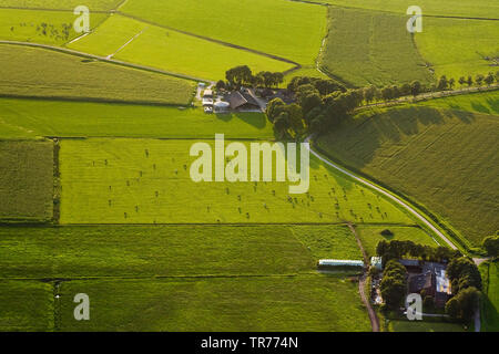 field landscape with farmhouses and grazing cows, aerial view, Netherlands, Northern Netherlands Stock Photo