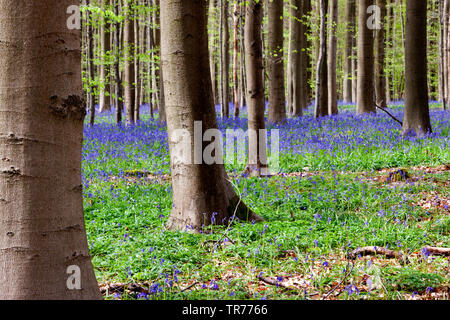 Atlantic bluebell (Hyacinthoides non-scripta, Endymion non-scriptus, Scilla non-scripta), English Bluebell at Hallerbos, Belgium, Hallerbos Stock Photo