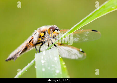 four-spotted libellula, four-spotted chaser, four spot (Libellula quadrimaculata), close up, Netherlands Stock Photo