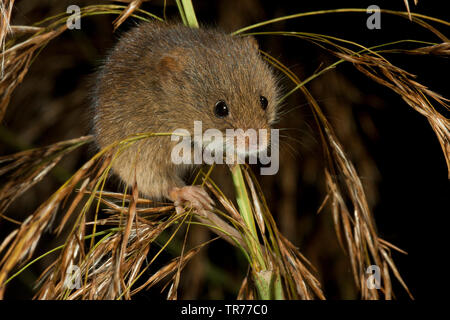 Old World harvest mouse (Micromys minutus), climbing on grass ears, Netherlands Stock Photo