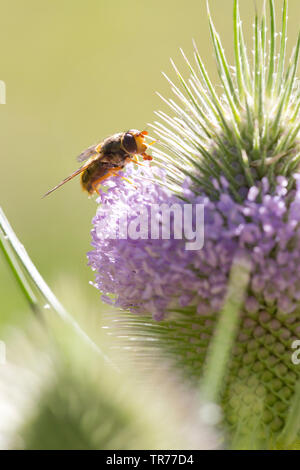 Hornet mimic hoverfly (Volucella zonaria, Volucella zonalis), sitting on a teasel, France Stock Photo