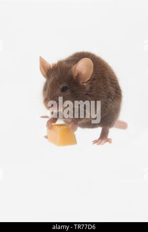 house mouse (Mus musculus), eating a piece of cheese, Netherlands