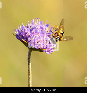 Large tiger hoverfly (Helophilus trivittatus), on Devil's Bit Scabious, Succisa pratensis, Netherlands Stock Photo