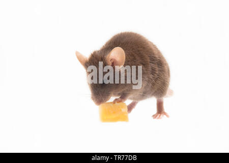 house mouse (Mus musculus), eating a piece of cheese, Netherlands