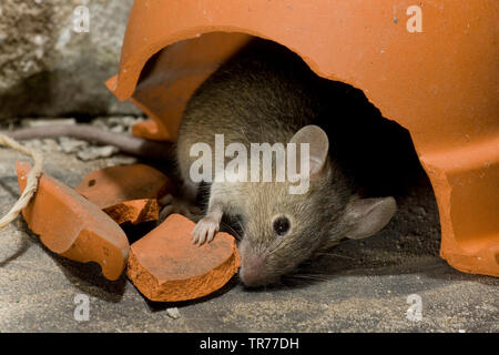 house mouse (Mus musculus), sniffing under a broken clay pot, Netherlands Stock Photo