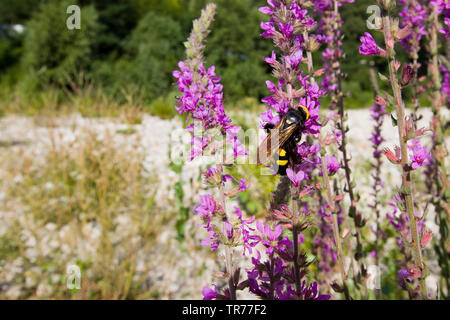 mammoth wasp (Megascolia maculata flavifrons, Regiscolia maculata flavifrons, Scolia maculata flavifrons), on Purple-loosestrife, Lythrum salicaria, France Stock Photo