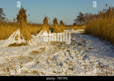 reed grass, common reed (Phragmites communis, Phragmites australis), bundle of reeds, Netherlands, Overijssel, Weerribben-Wieden National Park, De Wieden Stock Photo