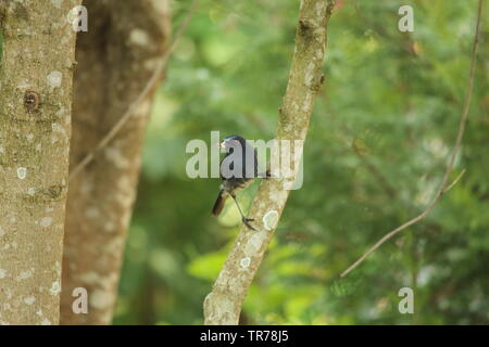 Bird on branch with prey - Kodaikanal Stock Photo