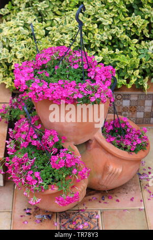 Verbena in pots on a stone floor in the country Stock Photo