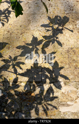 Shadow of tree leaves on stone paving Stock Photo