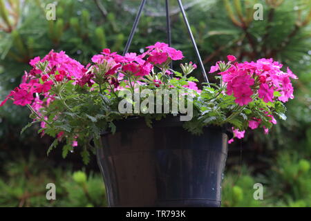 Dark pink garden verbena in flowerpots Stock Photo