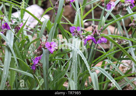 Anderson's Tradescantia (Latin: Tradescantia andersoniana) Stock Photo