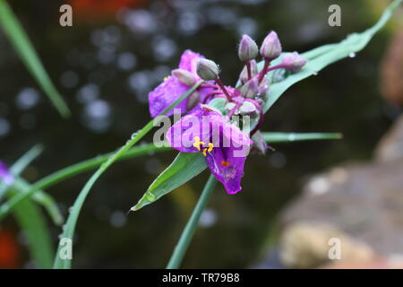 Anderson's Tradescantia (Latin: Tradescantia andersoniana) Stock Photo