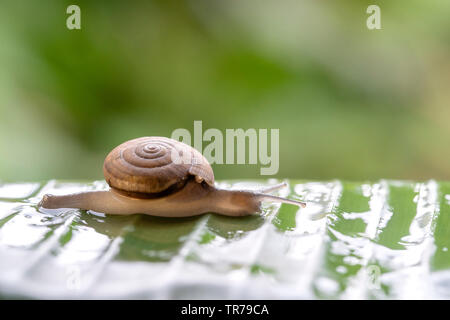 Snail in shell crawling on the green palm leaf after the rain, summer day in garden, close up, Thailand Stock Photo