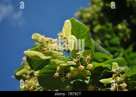 Linden blooming branches with leaves on bright blue sky background Stock Photo