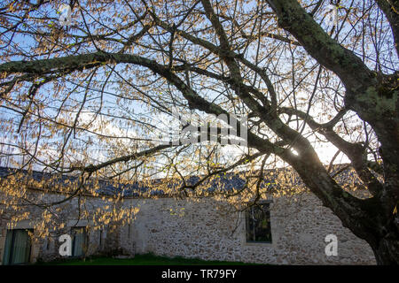 Catkins on hazel tree in spring Stock Photo