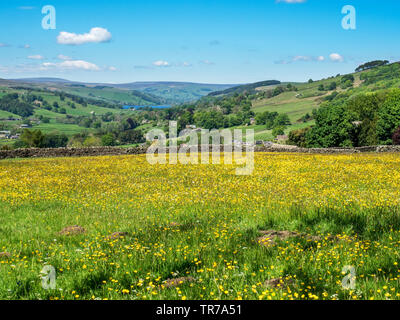 View over a buttercup meadow towards Gouthwaite Reservoir from the Panorama Walk at Pateley Bridge North Yorkshire England Stock Photo