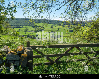 Cow parsley arround an old wooden gate on the Panorama Walk at Pateley Bridge North Yorkshire England Stock Photo