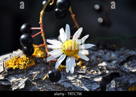 Prunus padus (bird cherry, hackberry, hagberry, Mayday tree) black berries and daisy flowers on gray wooden background with yellow moss Stock Photo