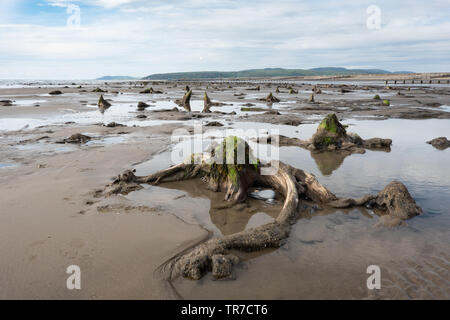 Remains of the ancient sunken forest revealed at Borth, Ceredigion Stock Photo