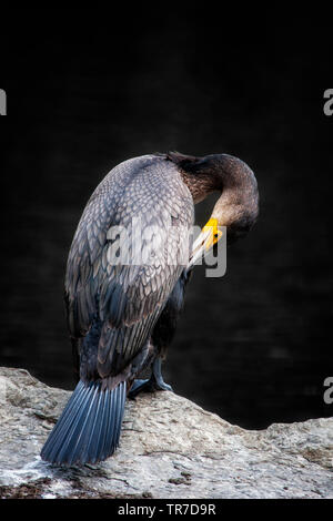 Vertical portrait of great cormorant, Phalacrocorax carbo, perched on a rock preening feathers. Stock Photo