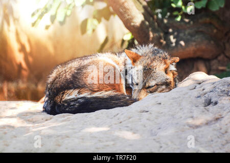 Beautiful golden jackal or Black backed jackal wildlife lying on the rock Stock Photo