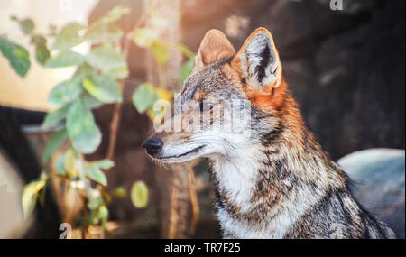 Beautiful golden jackal or Black backed jackal wildlife look forward Stock Photo