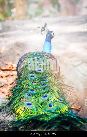 Young male peacock with the feathers out for showing to the female