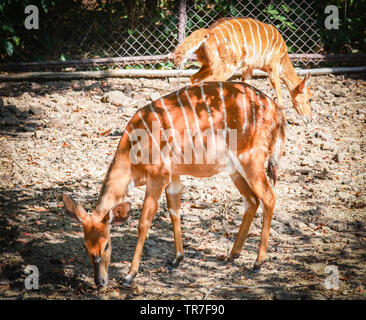 Female nyala wildlife south africa animals standing on the deer farm at national park / simply nyala - Tragelaphus angasii Stock Photo