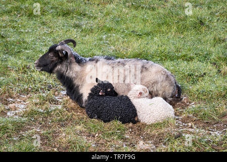 Northern Iceland, in May. A black and a white lamb sheltering from a spring hailstorm behind their mother Stock Photo