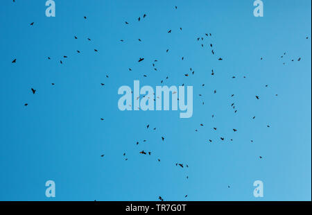 Lot of birds black silhouettes flying in blue sky. Flock of crows fly, freedom concept, horror halloween landscape. Animal terror Stock Photo