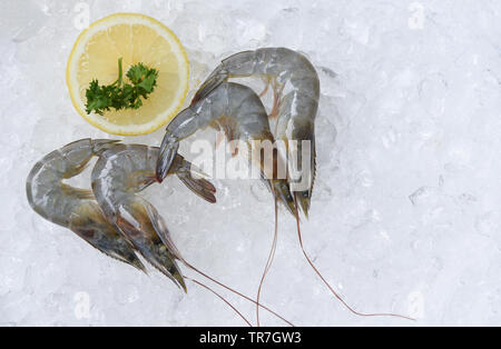 Fresh raw shrimps prawns and lemon on ice background in the seafood supermarket Stock Photo