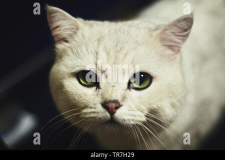 Portrait of a white cat Stock Photo