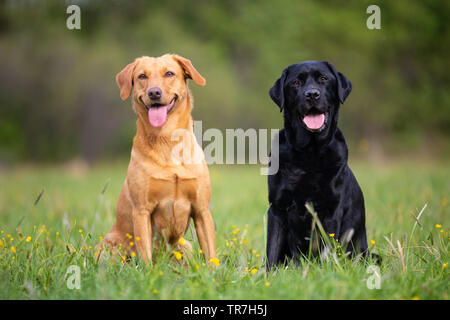 Two labradors sitting on a spring meadow Stock Photo