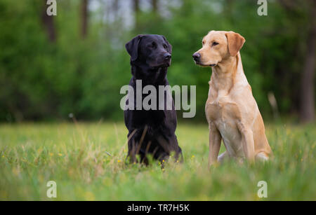 Two labradors sitting on a spring meadow Stock Photo