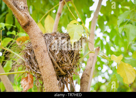 Close up of Bird's nest on tree on nature green background Stock Photo