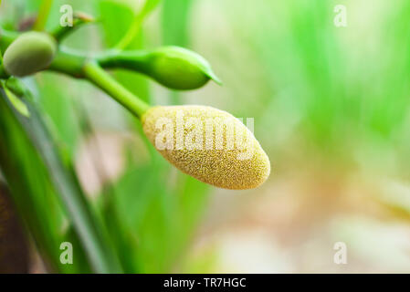 Young jackfruit on tree in the tropical fruit garden Stock Photo