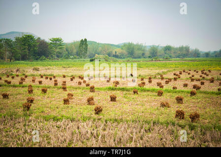 Harvest soybean planting in rice field agriculture farm asia Stock Photo