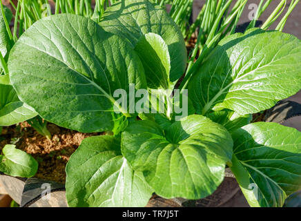 Lettuce growing on ground in agricultural vegetable field / Choy Sum Stock Photo