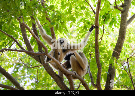 Hoolock Gibbon white and black handed gibbon on tree forest in the national park / Hylobates lar Stock Photo