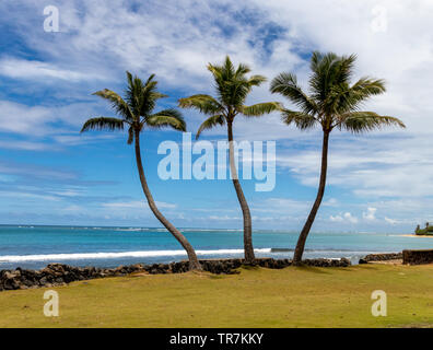 Group of Palm trees overlooking the ocean at Punalu'u Beach Park Stock Photo