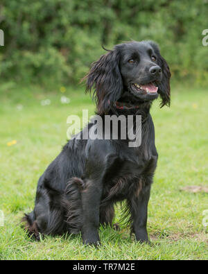 black cocker spaniel dog Stock Photo