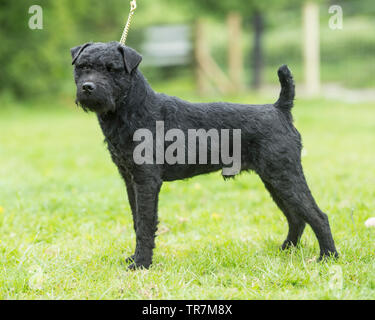 patterdale terrier Stock Photo