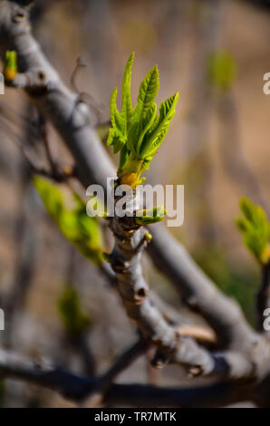 leaves of a fig tree in the spring Stock Photo