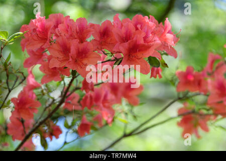 Close-up of Rhododendron kaempferi 'Damio' flowers in late spring Stock Photo